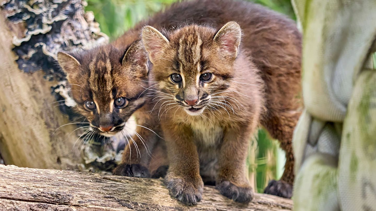 Die Asiatischen Goldkatzenjungen im Heidelberger Zoo entwickeln sich optimal, sagt der Zoo nach rund neun Wochen. (Handout) Foto