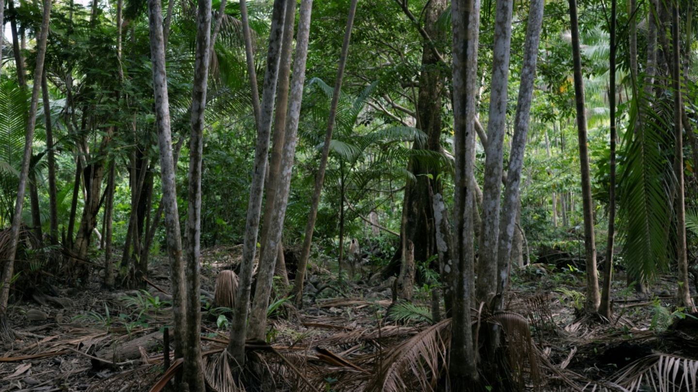 Amazon-Regenwald auf der Insel Cotijuba bei Belém