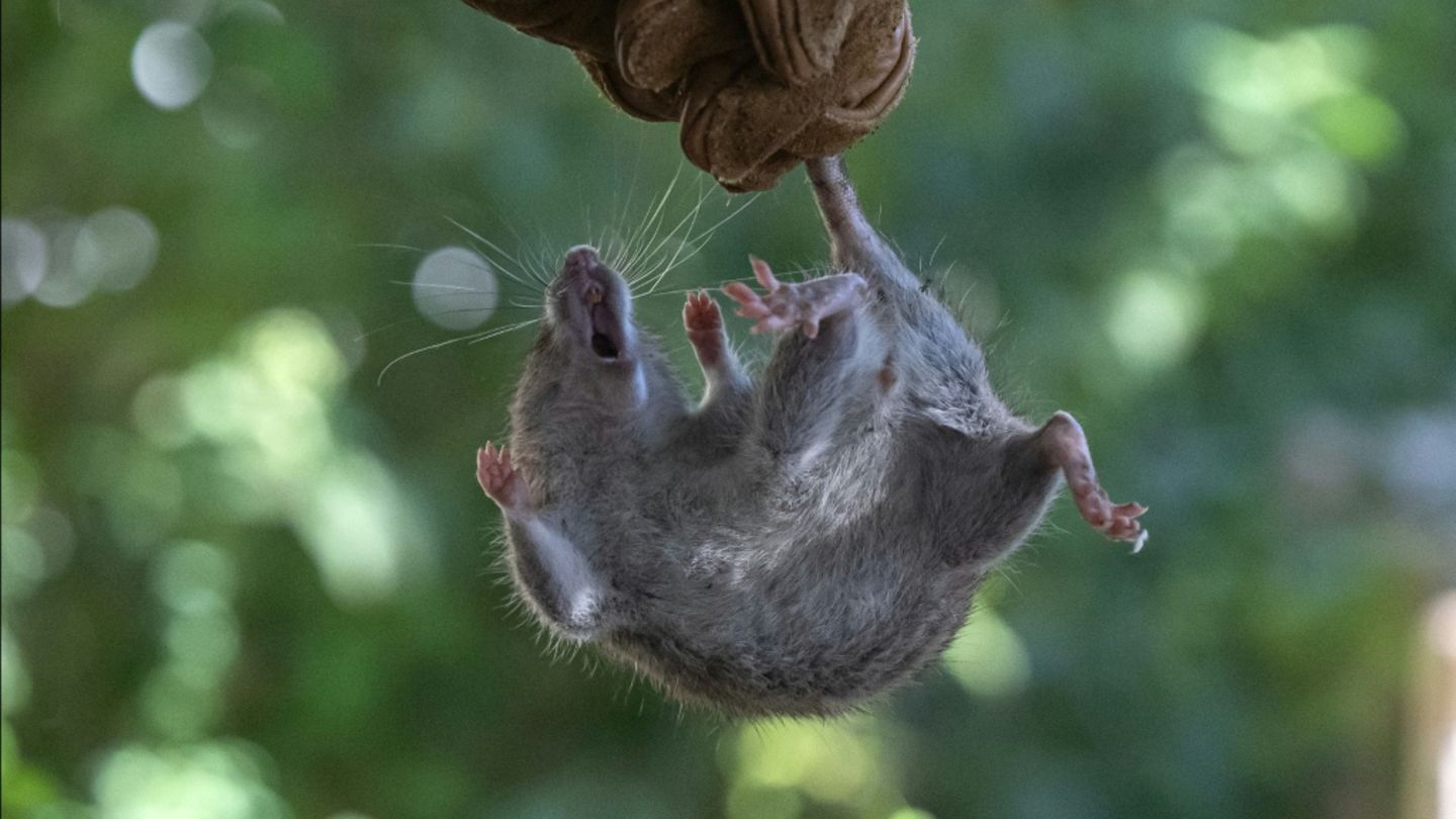Hantavirus: Argentinien entsendet Experten nach Ushuaia zur Untersuchung von Nagern