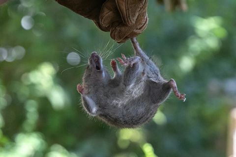 Das Hantavirus wird durch Nagetiere verbreitet
