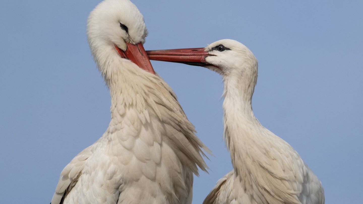 Das hessische Ried und die Radenhäuser Lache zählen zu den wichtigsten Brutgebieten für Störche. (Archivbild) Foto: Boris Roessl