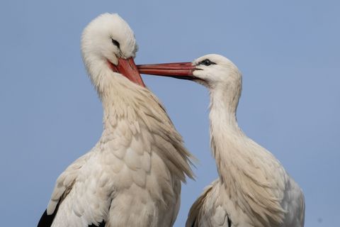 Das hessische Ried und die Radenhäuser Lache zählen zu den wichtigsten Brutgebieten für Störche. (Archivbild) Foto: Boris Roessl