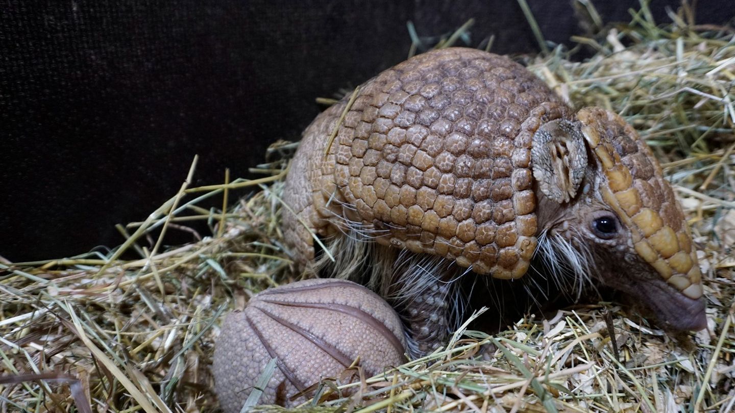 Der Tiergarten Kleve freut sich über Nachwuchs: Am 21. April wurde ein junges Südliches Kugelgürteltier geboren, hier mit Mutter