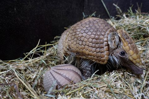 Der Tiergarten Kleve freut sich über Nachwuchs: Am 21. April wurde ein junges Südliches Kugelgürteltier geboren, hier mit Mutter