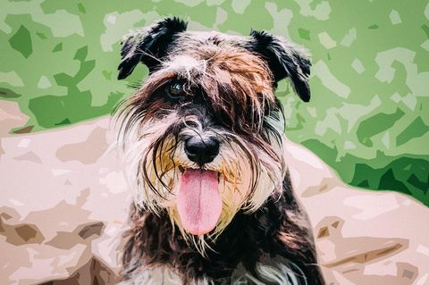 Serie: Fell, Chaos, Liebe: Huch, unser Hund ist dauergeil
