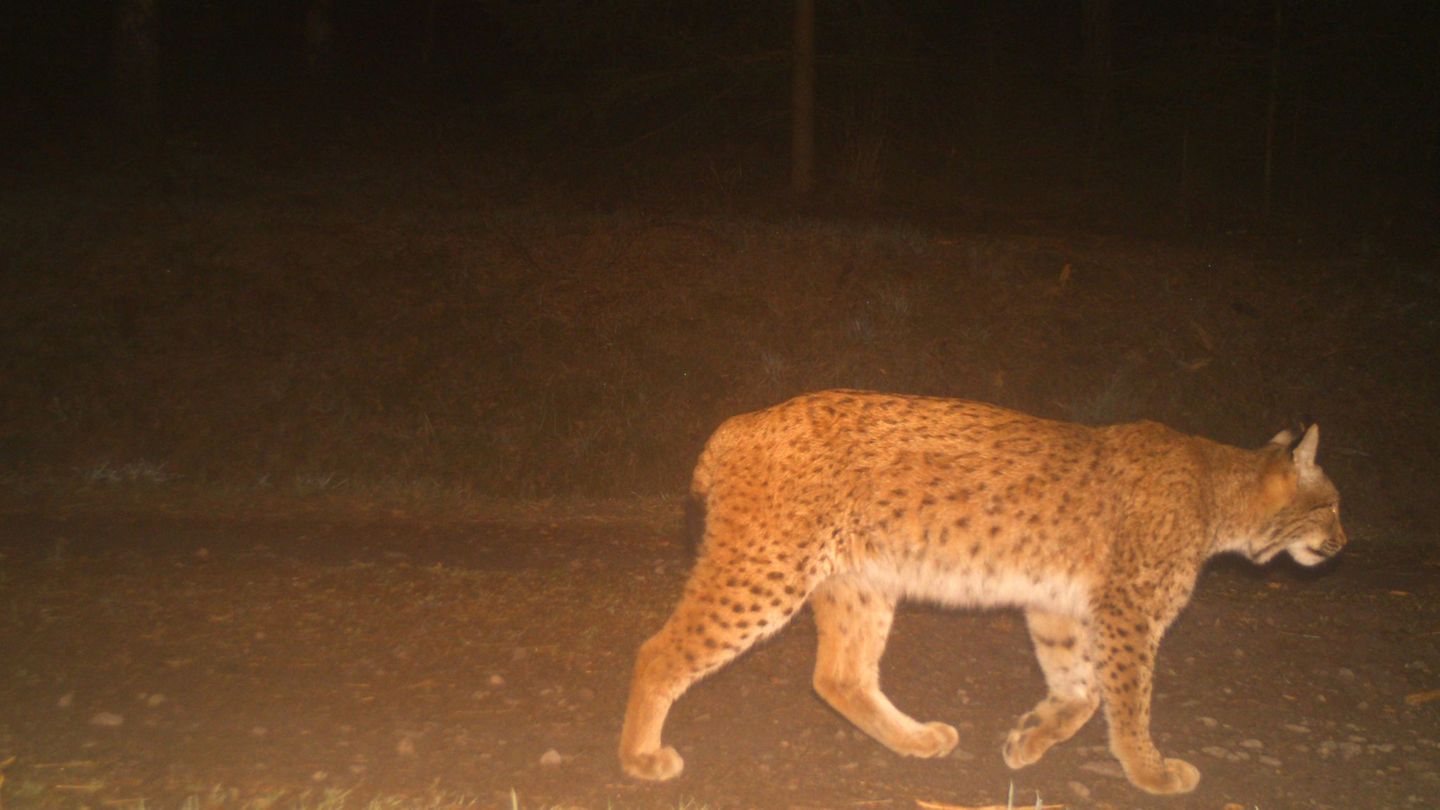 Die Luchsin Vreni wurde im August 2024 im Thüringer Wald ausgewildert, kurz darauf fiel ihr GPS-Sender aus. Foto: Luchs Thüringe