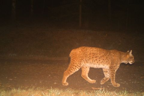 Die Luchsin Vreni wurde im August 2024 im Thüringer Wald ausgewildert, kurz darauf fiel ihr GPS-Sender aus. Foto: Luchs Thüringe