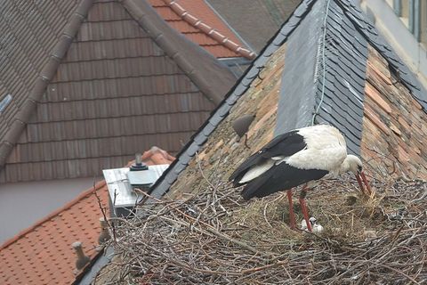 Die Jungstörche müssen versorgt werden. Foto: -/Storchenkamera Freinsheim-/dpa