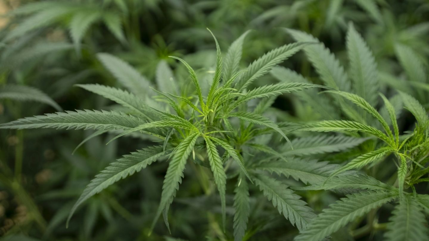 Cannabis in Aufzuchtstation