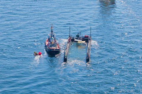 Dem Umweltministerium von Mecklenburg-Vorpommern liegen noch immer keine Daten zum Verbleib des freigesetzten Buckelwals vor. (A