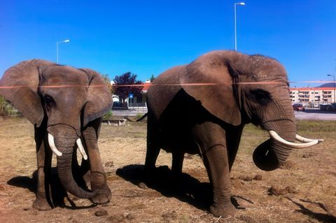 Julie (links) und ein weiterer Elefant