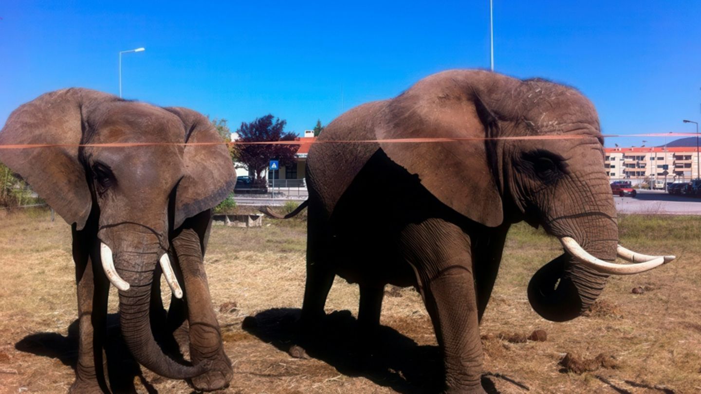 Julie (links) und ein weiterer Elefant