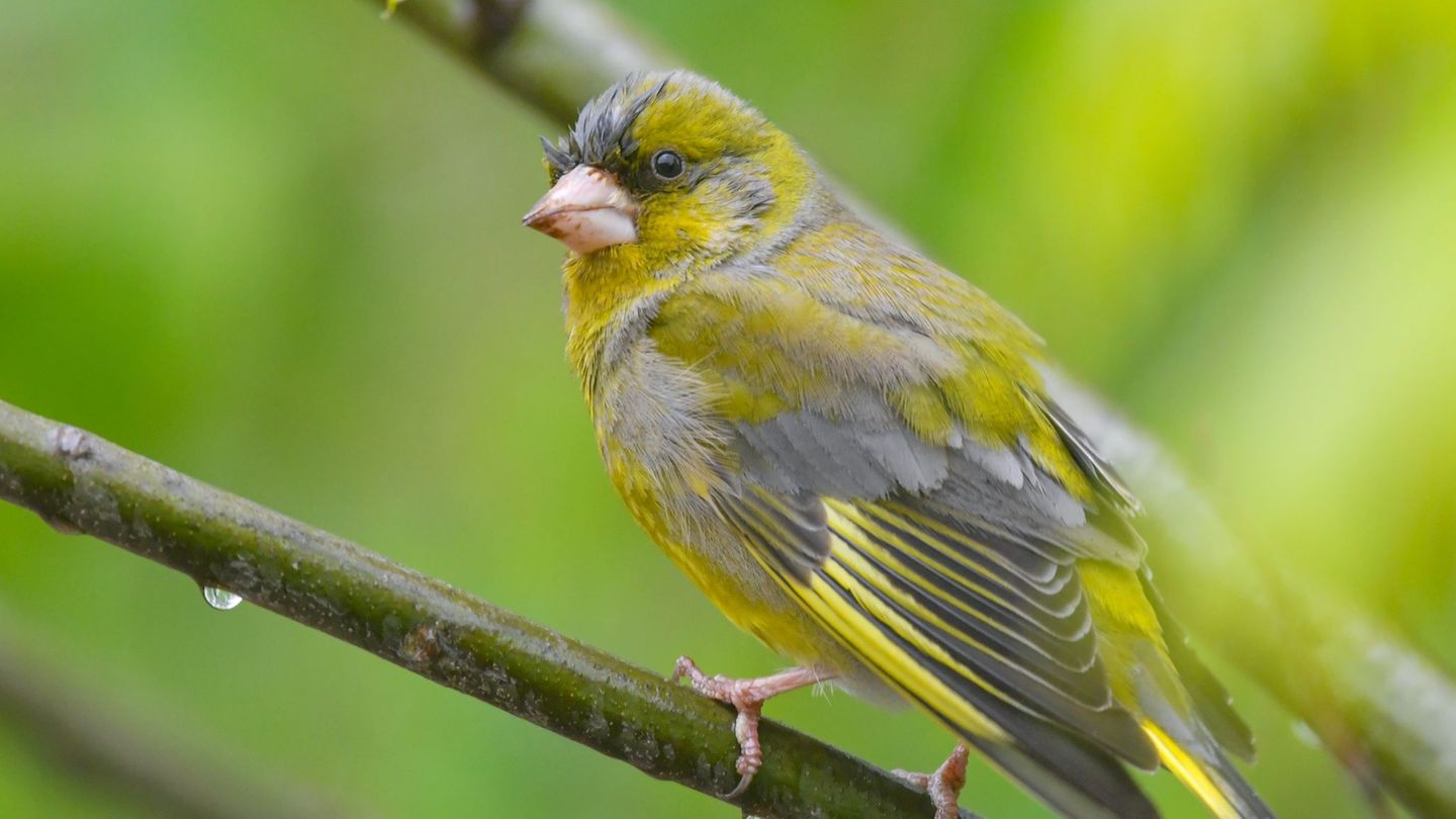 Naturschutz: Vögel zählen im Garten – Nabu ruft zur Mitmachaktion auf