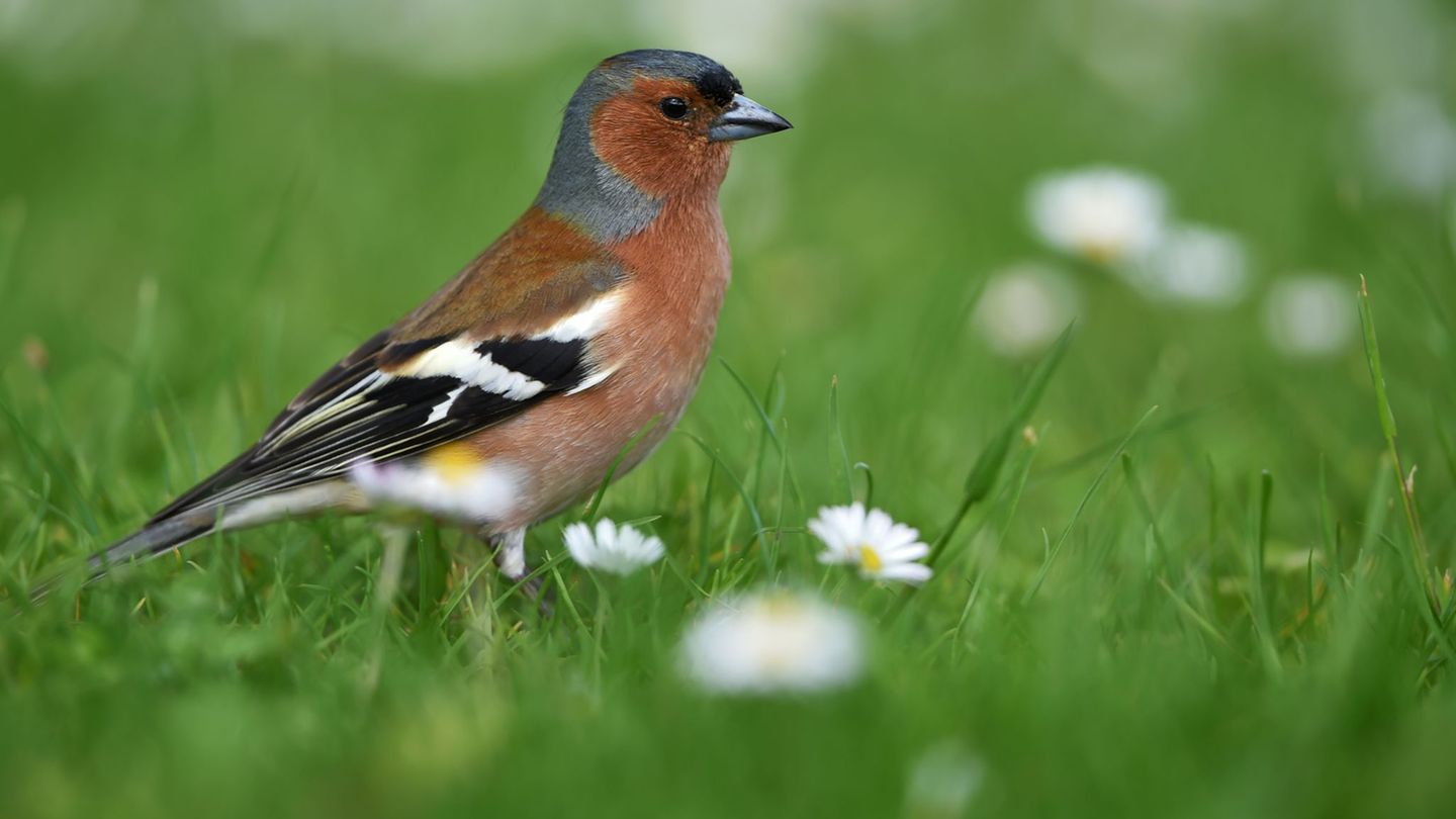 Artenschutz: So kann man bei der Stunde der Gartenvögel mitmachen