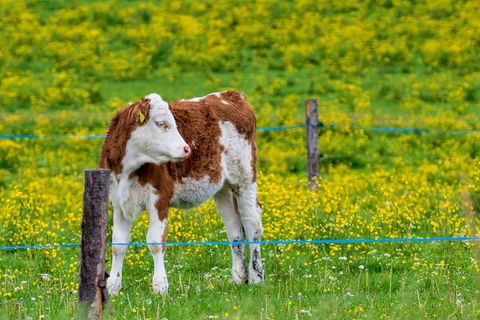 Nach einer kurzen Pause kehrt in Bayern der Frühling zurück. (Archivbild) Foto: Peter Kneffel/dpa