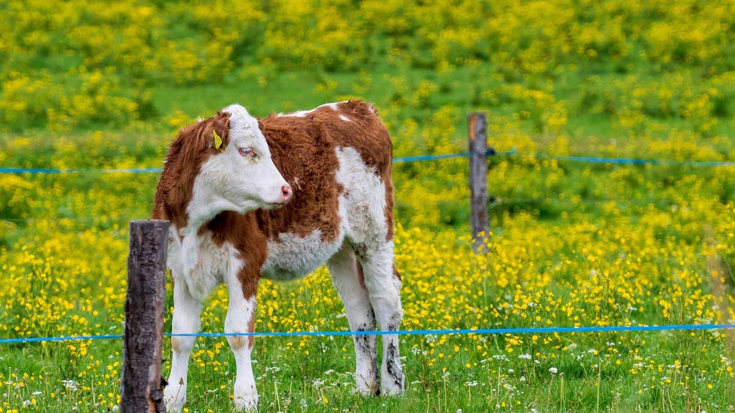 Nach einer kurzen Pause kehrt in Bayern der Frühling zurück. (Archivbild) Foto: Peter Kneffel/dpa