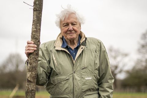 Der britische Naturforscher und Dokumentarfilmer David Attenborough feiert seinen 100. Geburtstag. (Archivbild) Foto: Aaron Chow