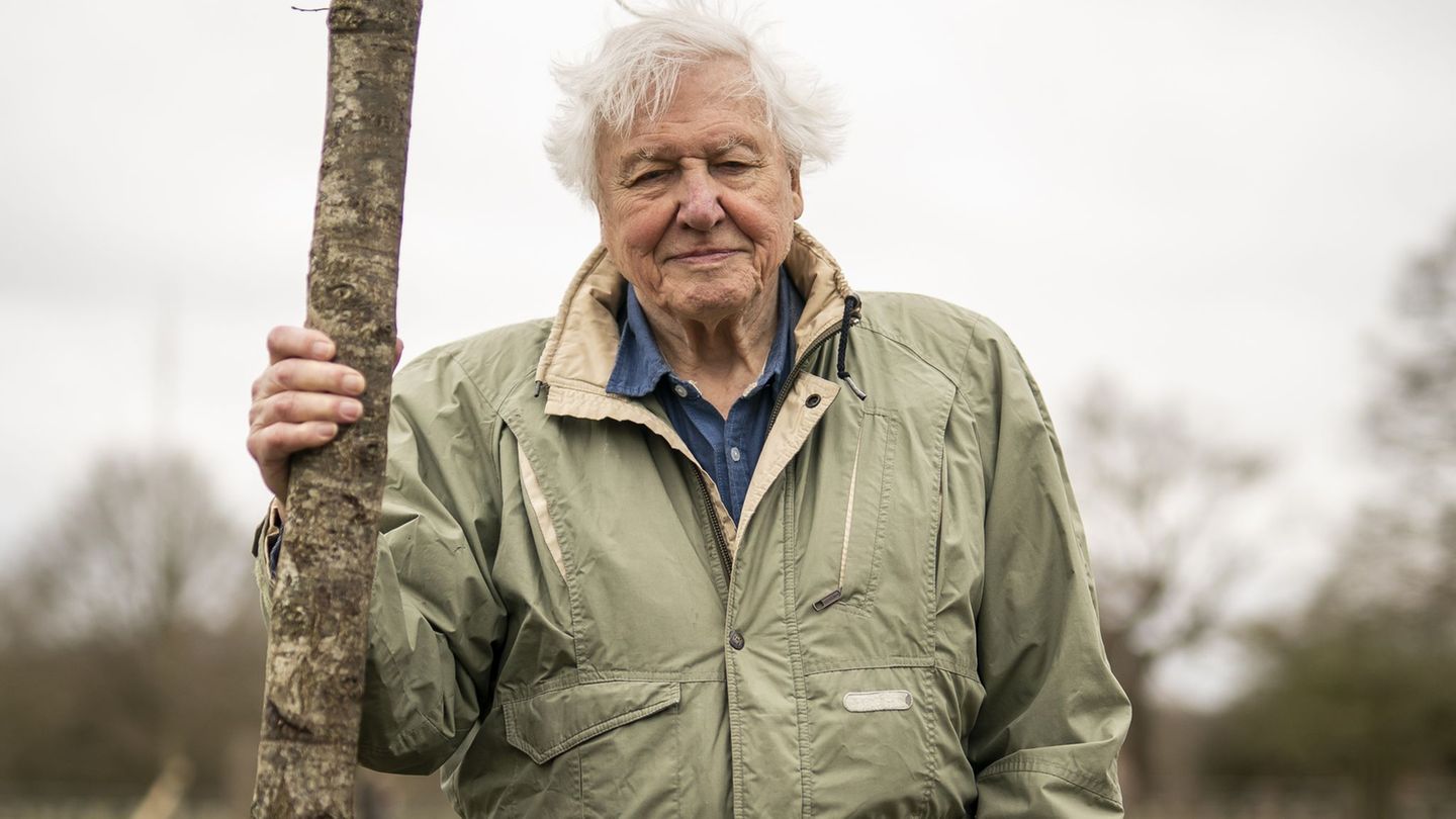 Forscher und Filmemacher: Britisches Urgestein: David Attenborough ist 100