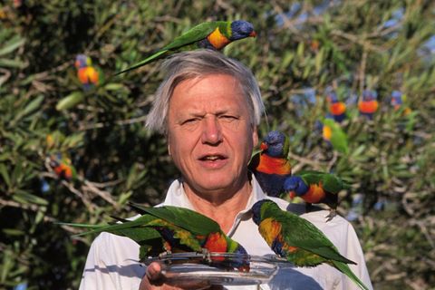 David Attenborough mit Regenbogenloris