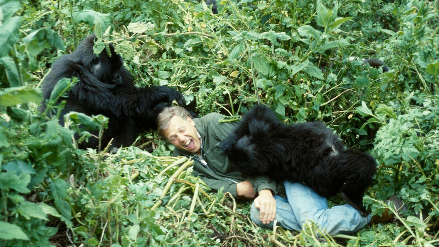 David Attenborough mit Berggorillas