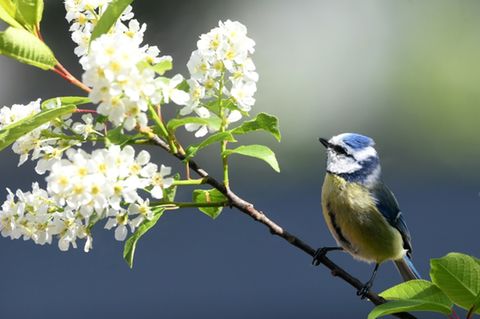 Blaumeise in einem Garten