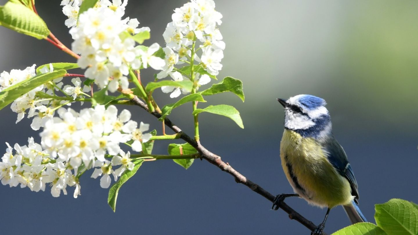Blaumeise in einem Garten