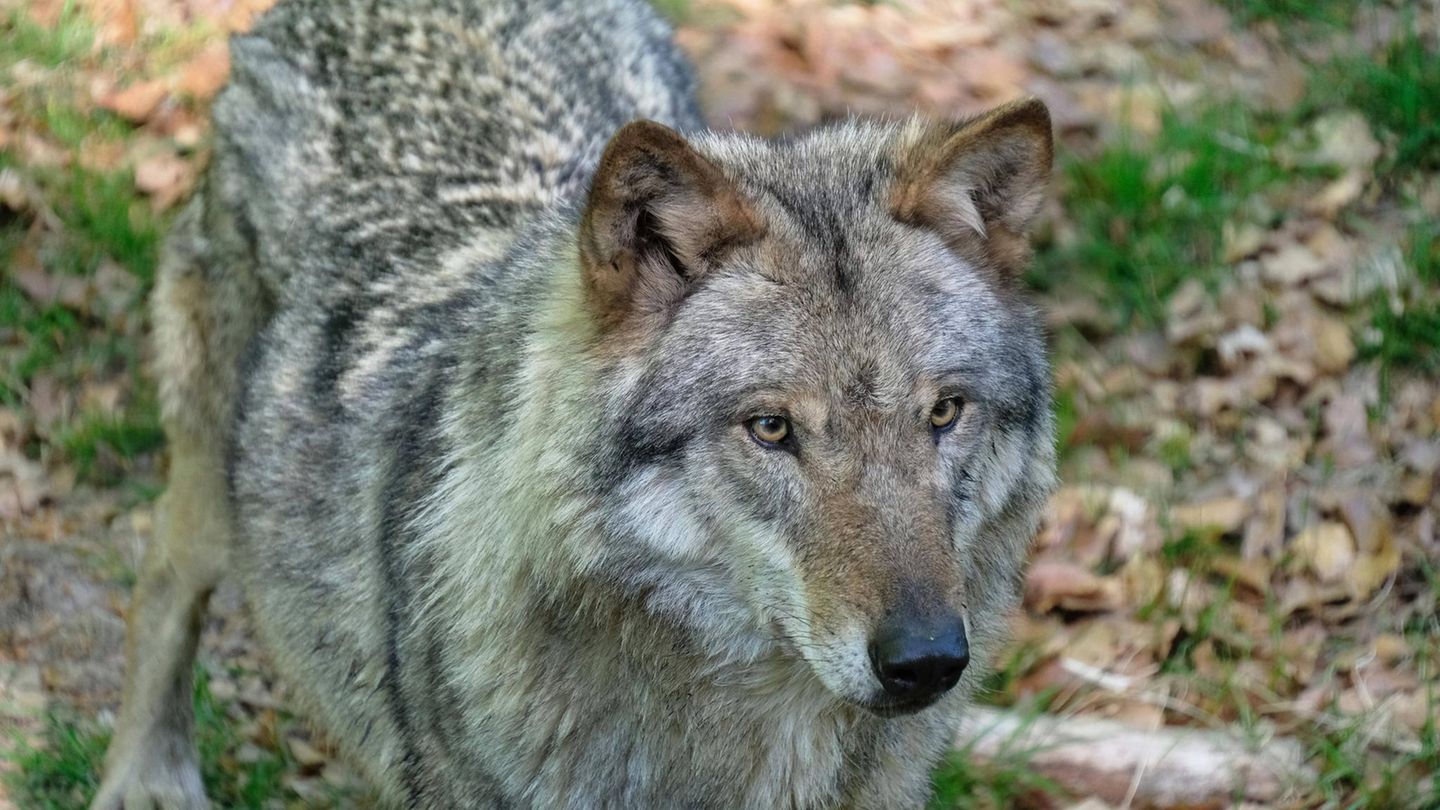 Neues Jagdgesetz: Jagd auf Wölfe – warum das neue Probleme schaffen könnte