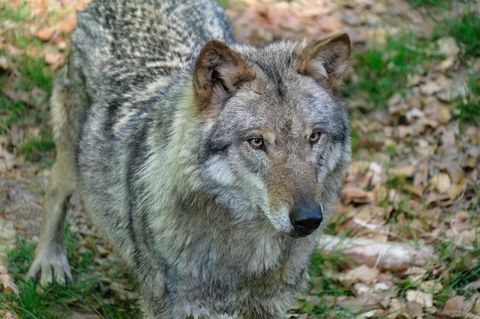 Ein Wolf. Macht die Jagd auf Wölfe Sinn?