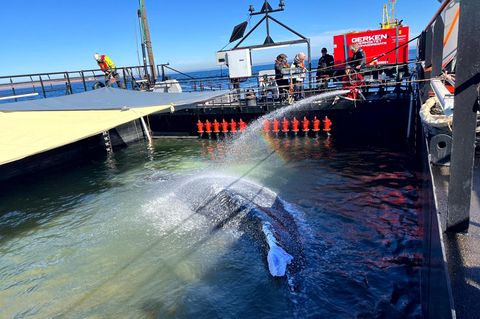 Buckelwal "Timmy" in der Barge, mit der er in die Nordsee gelangte