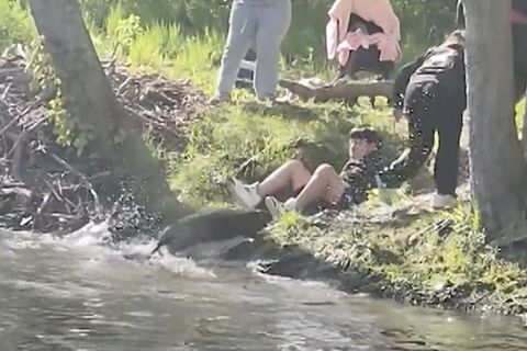 Ein aggressiver Biber greift eine Familie an.