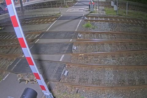 Eine Kamera zeichnete auf, wie ein Wolf über ein Bahngelände läuft. Foto: -/Eisenbahnen und Verkehrsbetriebe Elbe-Weser GmbH (ev