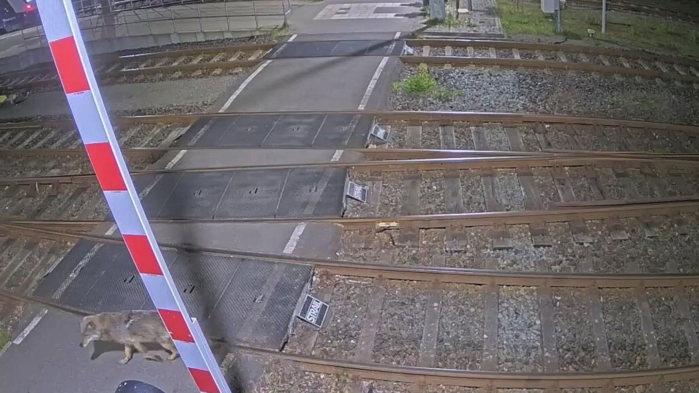Eine Kamera zeichnete auf, wie ein Wolf über ein Bahngelände läuft. Foto: -/Eisenbahnen und Verkehrsbetriebe Elbe-Weser GmbH (ev