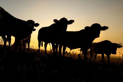 Ein Landwirt aus dem Spreewald entdeckt bei der Impfung, dass 48 Rinder von seiner Weide fehlen. Die Polizei ermittelt wegen Die