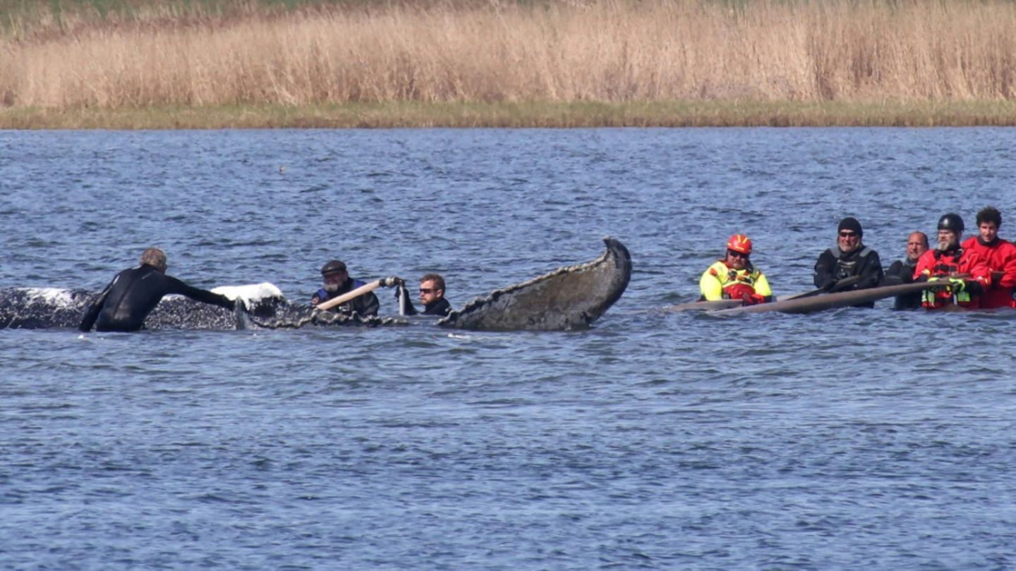 Gestrandeter Buckelwal vor Insel Poel