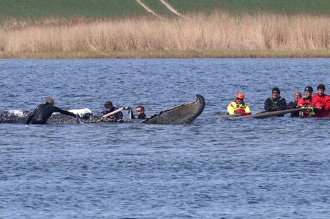 Gestrandeter Buckelwal vor Insel Poel