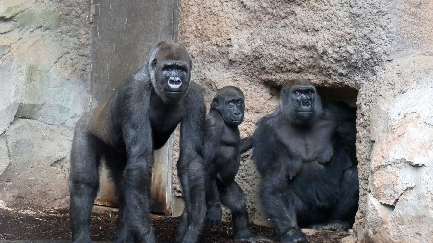 Die 31-jährige Gorillamutter Aya ist gemeinsam mit ihren Kindern Ayba und Ayabu ins Menschenaffenhaus Borgori-Wald eingezogen. F