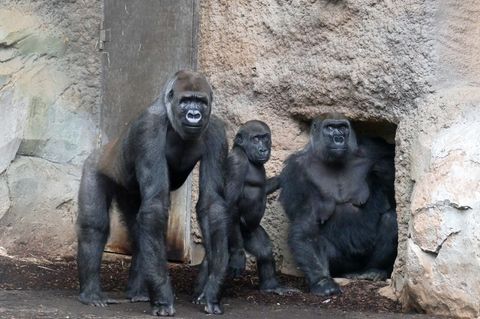 Die 31-jährige Gorillamutter Aya ist gemeinsam mit ihren Kindern Ayba und Ayabu ins Menschenaffenhaus Borgori-Wald eingezogen. F