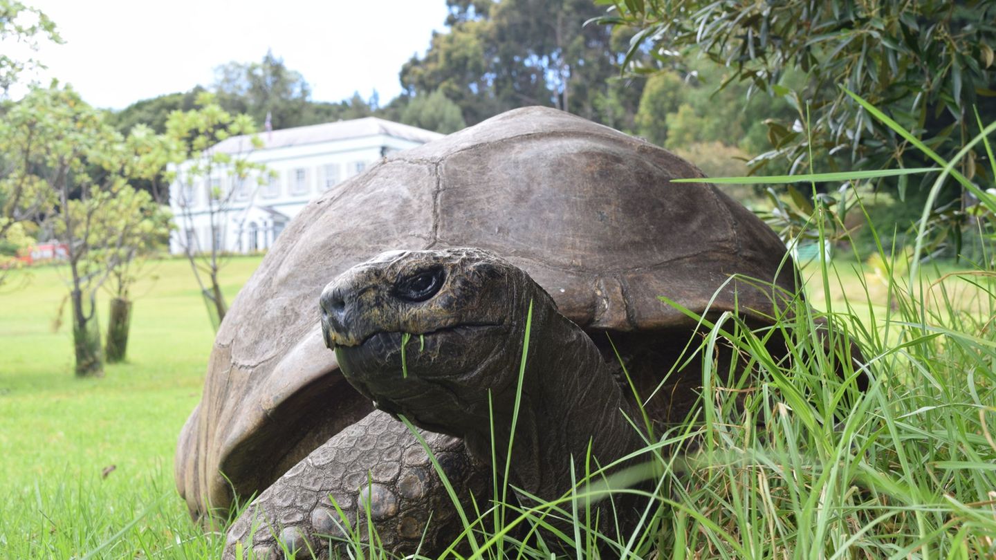 "Shell-ebration": Geburtstagsgruß von Schildkröte Jonathan für Attenborough