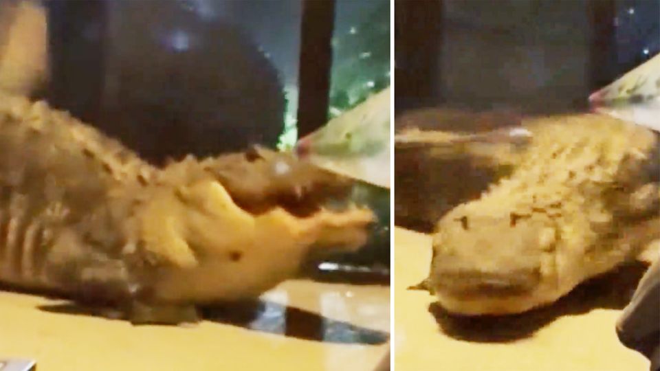 Kämpfende Alligatoren brechen in Haus in Florida ein