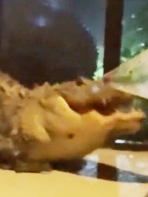 Kämpfende Alligatoren brechen in Haus in Florida ein