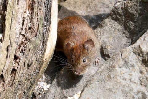 In Deutschland wird das Hantavirus vor allem durch die Rötelmaus übertragen.