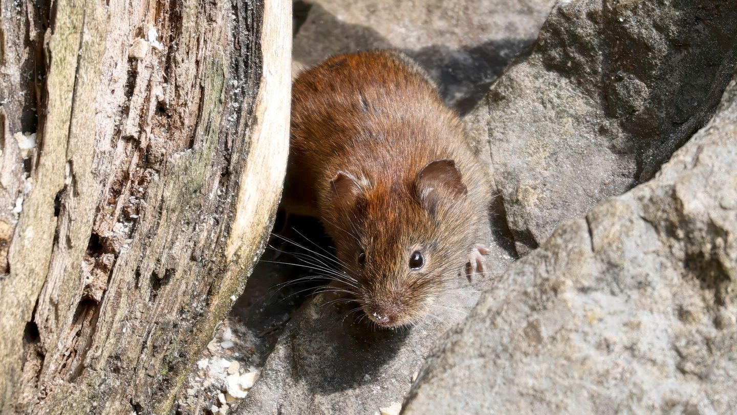 In Deutschland wird das Hantavirus vor allem durch die Rötelmaus übertragen.
