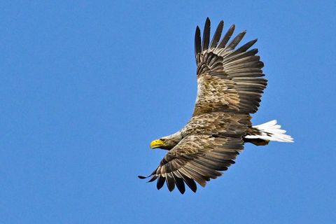 Der Nabu fürchtet, dass unter anderem der Seeadler getötet wird. (Symbolbild) Foto: Patrick Pleul/dpa/dpa-tmn