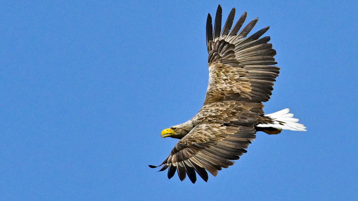 Der Nabu fürchtet, dass unter anderem der Seeadler getötet wird. (Symbolbild) Foto: Patrick Pleul/dpa/dpa-tmn