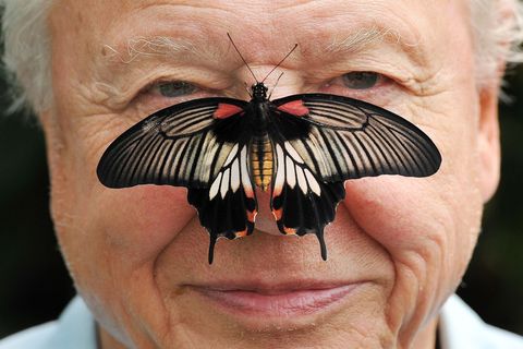 Zu seinem 100. Geburtstag erhielt David Attenborough einen persönlichen Brief von König Charles. (Archivfoto) Foto: John Stillwe