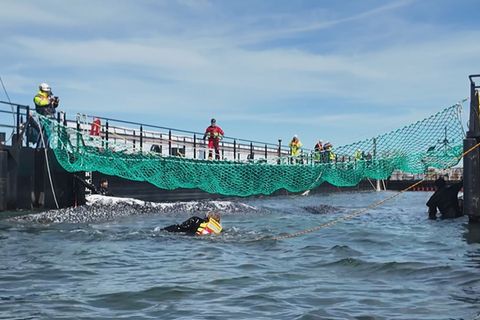 Wal Timmy mit Rettern und Crewmitgliedern der Barge, die ihn Richtung Nordsee transportierte