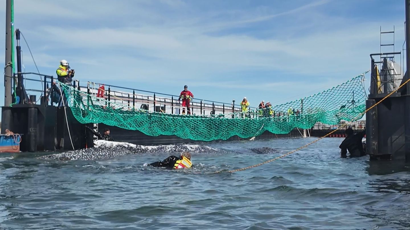 Wal Timmy mit Rettern und Crewmitgliedern der Barge, die ihn Richtung Nordsee transportierte