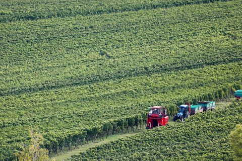 Viele Winzer arbeiten viel - Weinberg am Kappelberg in Württemberg. (Symbolbild) Foto: Christoph Schmidt/dpa