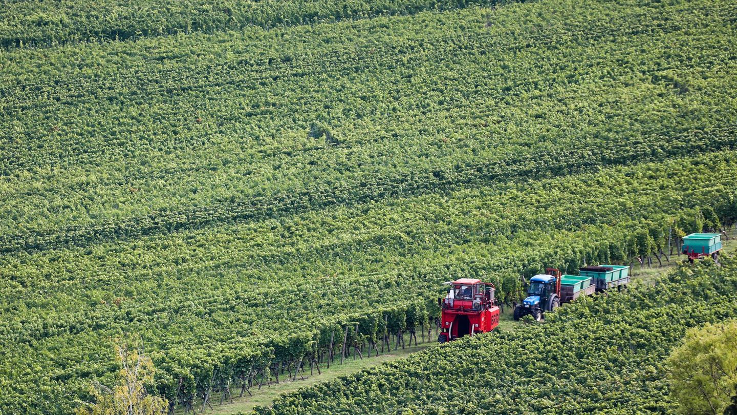 Viele Winzer arbeiten viel - Weinberg am Kappelberg in Württemberg. (Symbolbild) Foto: Christoph Schmidt/dpa