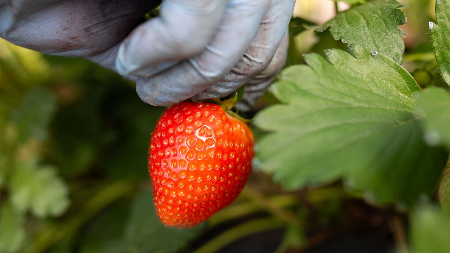 Eine Erntehelferin pflückt Erdbeeren. Foto: Julian Stratenschulte/dpa